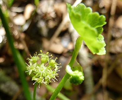 Hydrocotyle chamaemorus