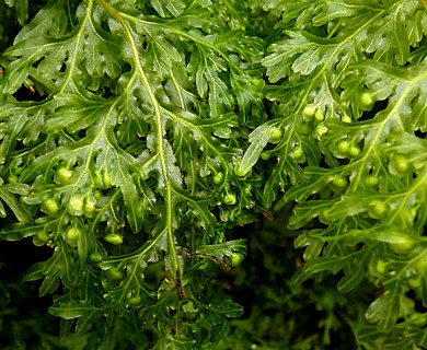 Hymenophyllum caudiculatum