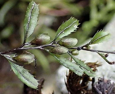 Hymenophyllum falklandicum