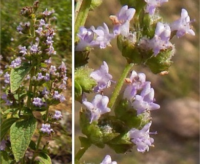 Hyptis mutabilis