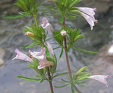 Lepechinia chilensis