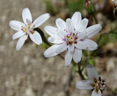 Leucheria achillaeifolia