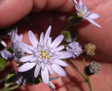 Leucheria thermarum