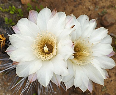 Leucostele deserticola