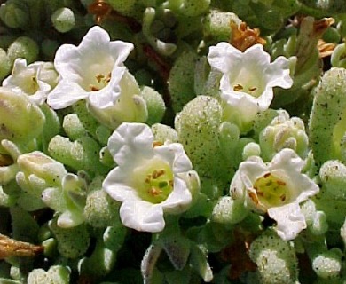 Nolana crassulifolia