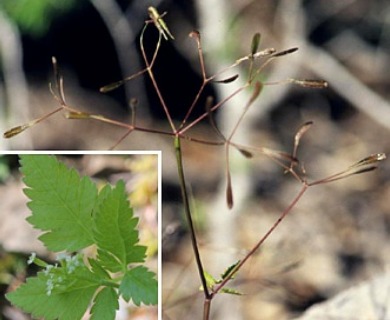 Osmorhiza berteroi