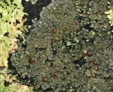 Parmeliella nigrocincta