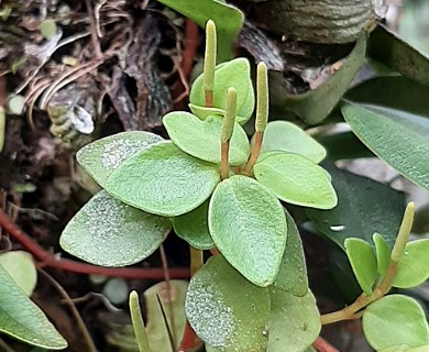 Peperomia corcovadensis
