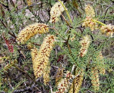 Prosopis alpataco