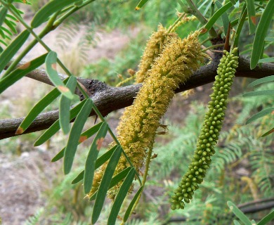 Prosopis flexuosa