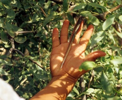 Prosopis ruscifolia