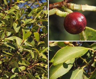 Prunus subcoriacea