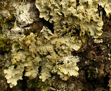 Pseudocyphellaria flavicans