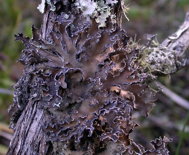Pseudocyphellaria intricata