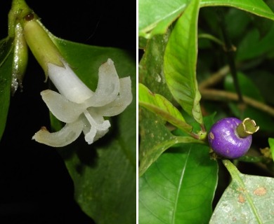 Psychotria suterella