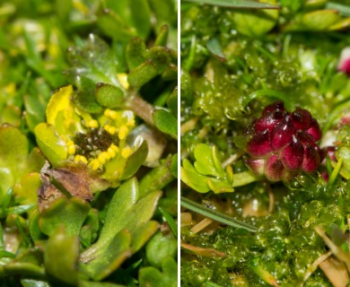 Ranunculus biternatus