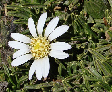 Rockhausenia pygmaea