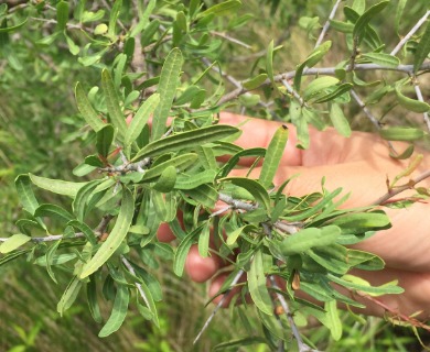 Schinus longifolia