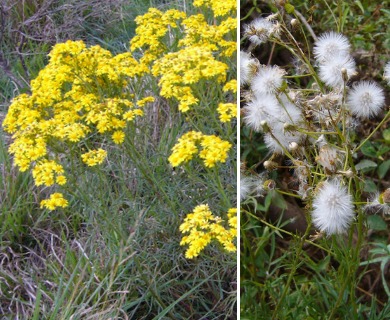 Senecio pampeanus