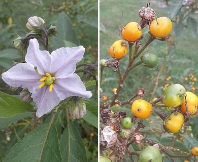 Solanum bonariense