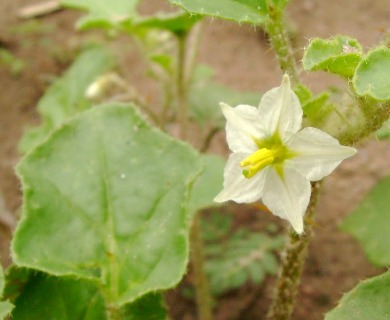 Solanum euacanthum