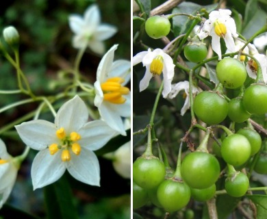 Solanum pseudoquina