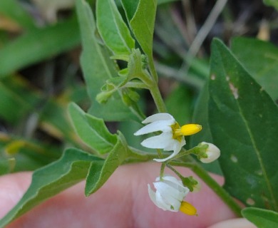 Solanum pygmaeum