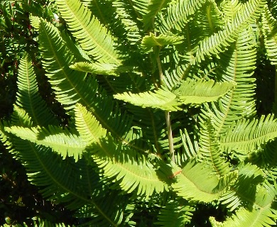 Sticherus cryptocarpus