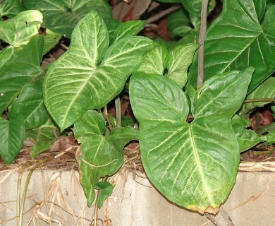 Syngonium podophyllum