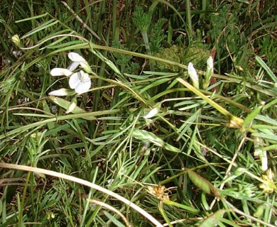 Vicia pampicola