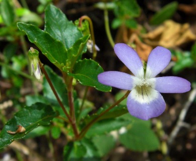 Viola portalesia