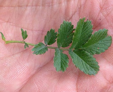 Acaena ovalifolia