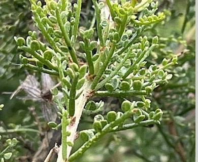 Adesmia microphylla