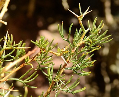 Adesmia pinifolia