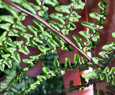 Adiantopsis chlorophylla