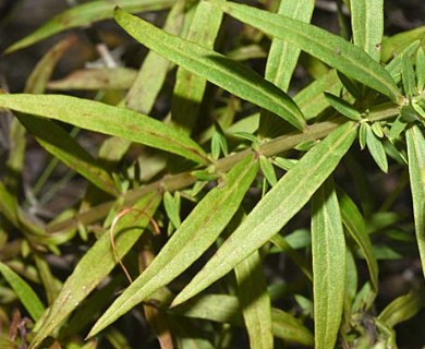 Agalinis genistifolia