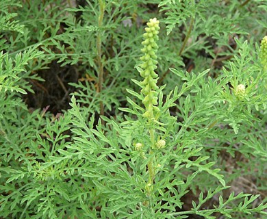 Ambrosia tenuifolia