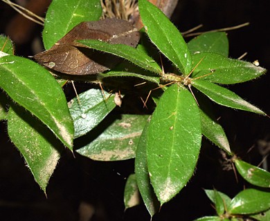 Archidasyphyllum excelsum