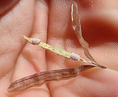 Argylia checoensis