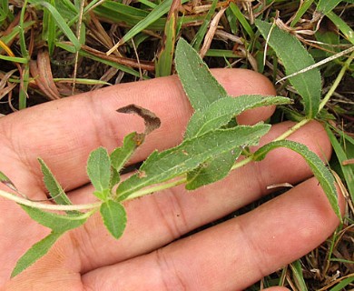 Aspilia montevidensis