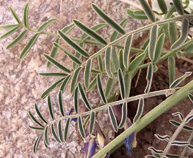 Astragalus cruckshanksii