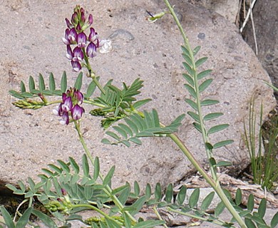 Astragalus looseri