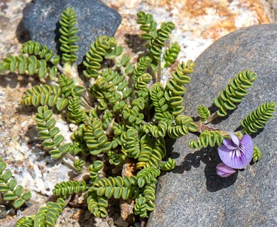 Astragalus nivicola