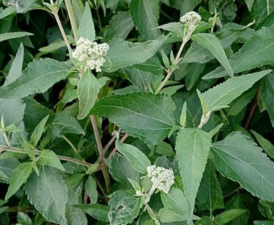 Austroeupatorium inulifolium