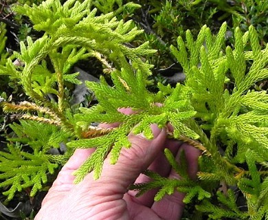 Austrolycopodium paniculatum