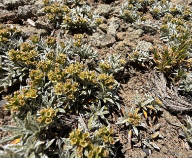 Azorella ameghinoi