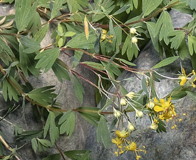 Balbisia gracilis