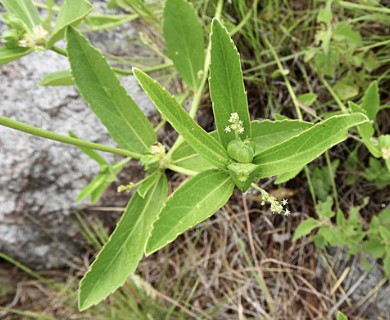 Bernardia multicaulis