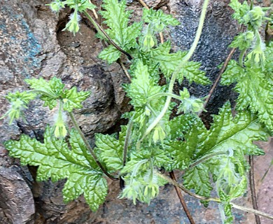 Blumenbachia sylvestris
