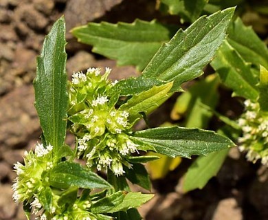 Boopis sessiliflora